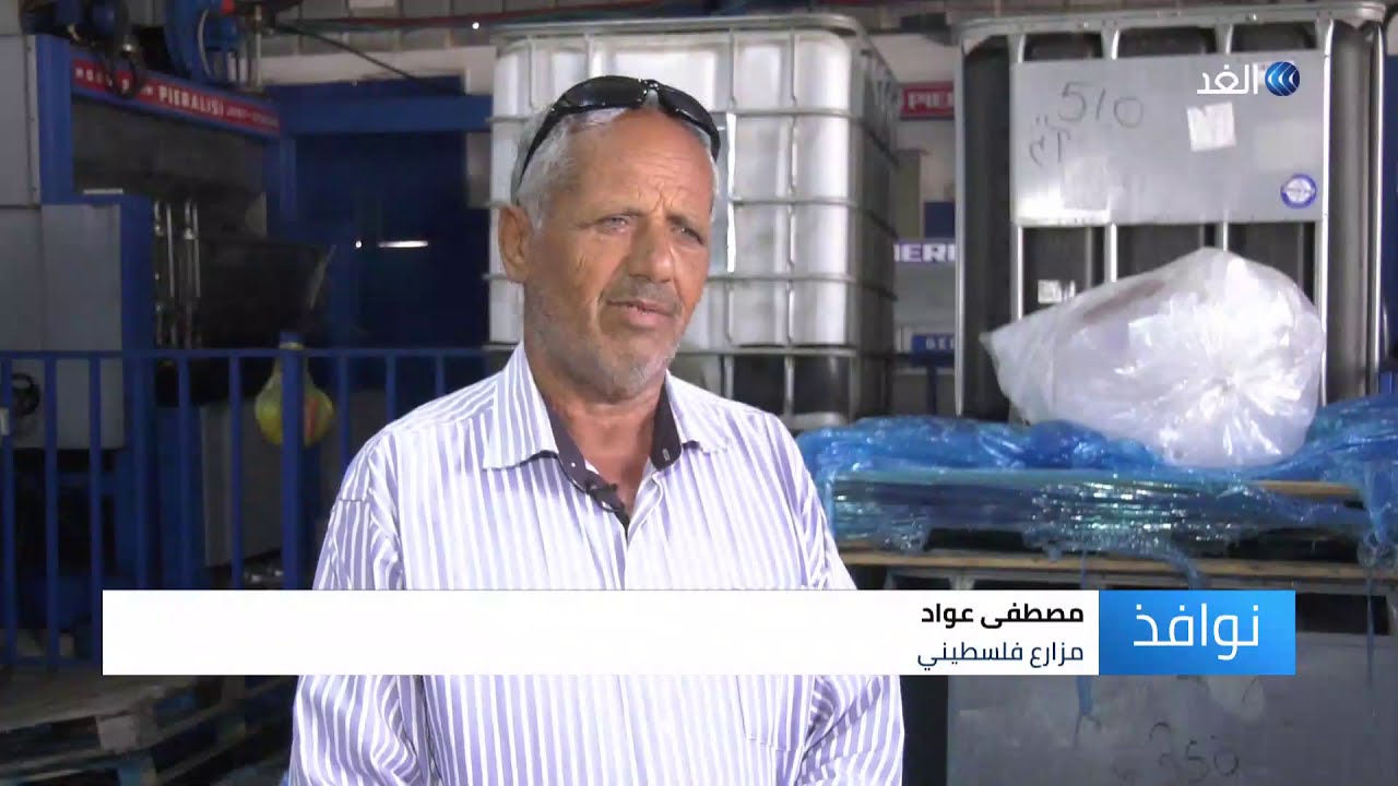 موسم قطف الزيتون في فلسطين | نوافذ