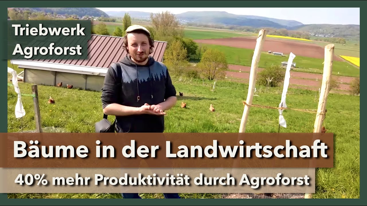 Agroforstwirtschaft - Bäume zurück in die Landwirtschaft | Triebwerk Agroforst | 2023