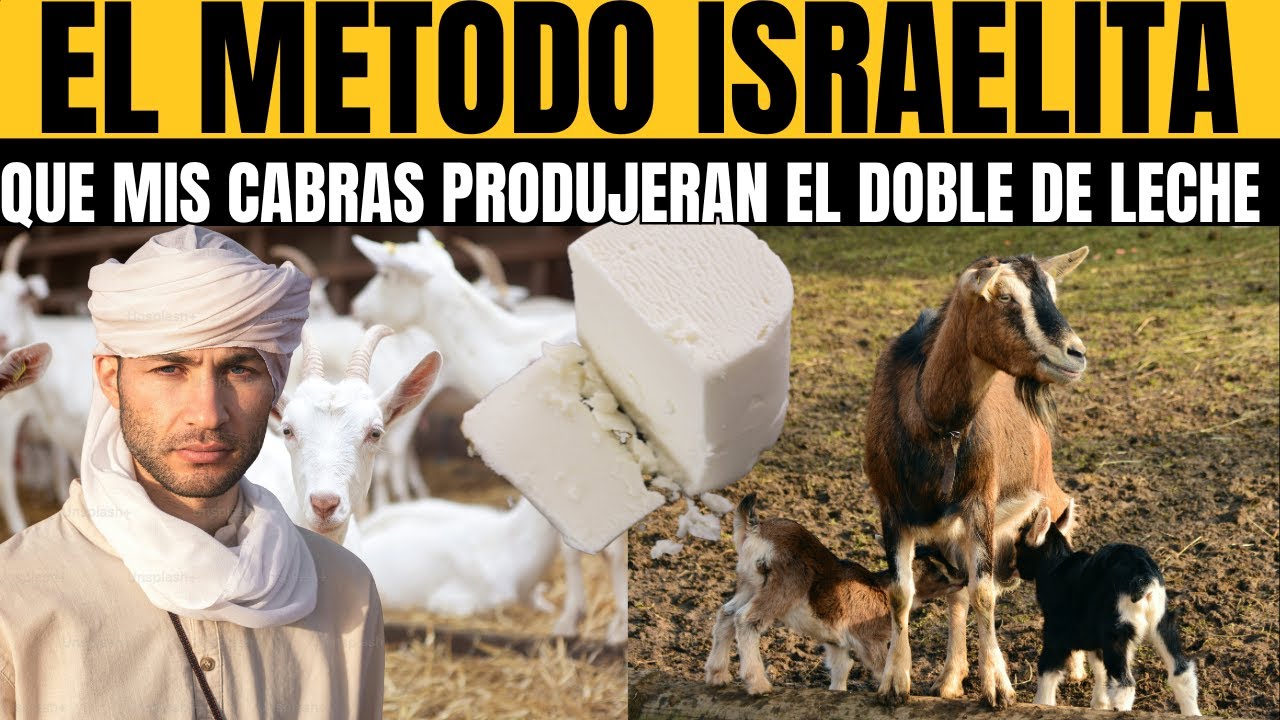 El m&eacute;todo israel&iacute; que hizo que mis cabras produjeran el doble de leche