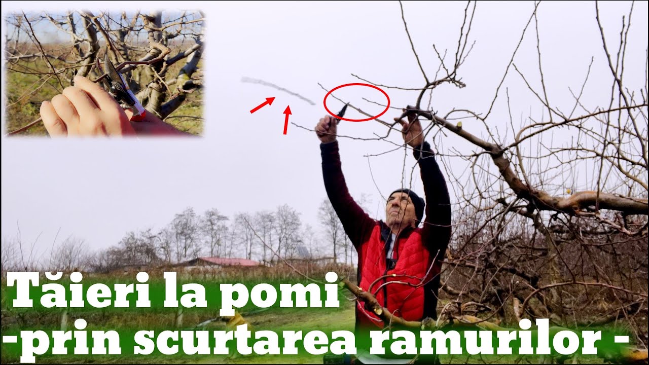 Tăierea prin scurtarea ramurilor