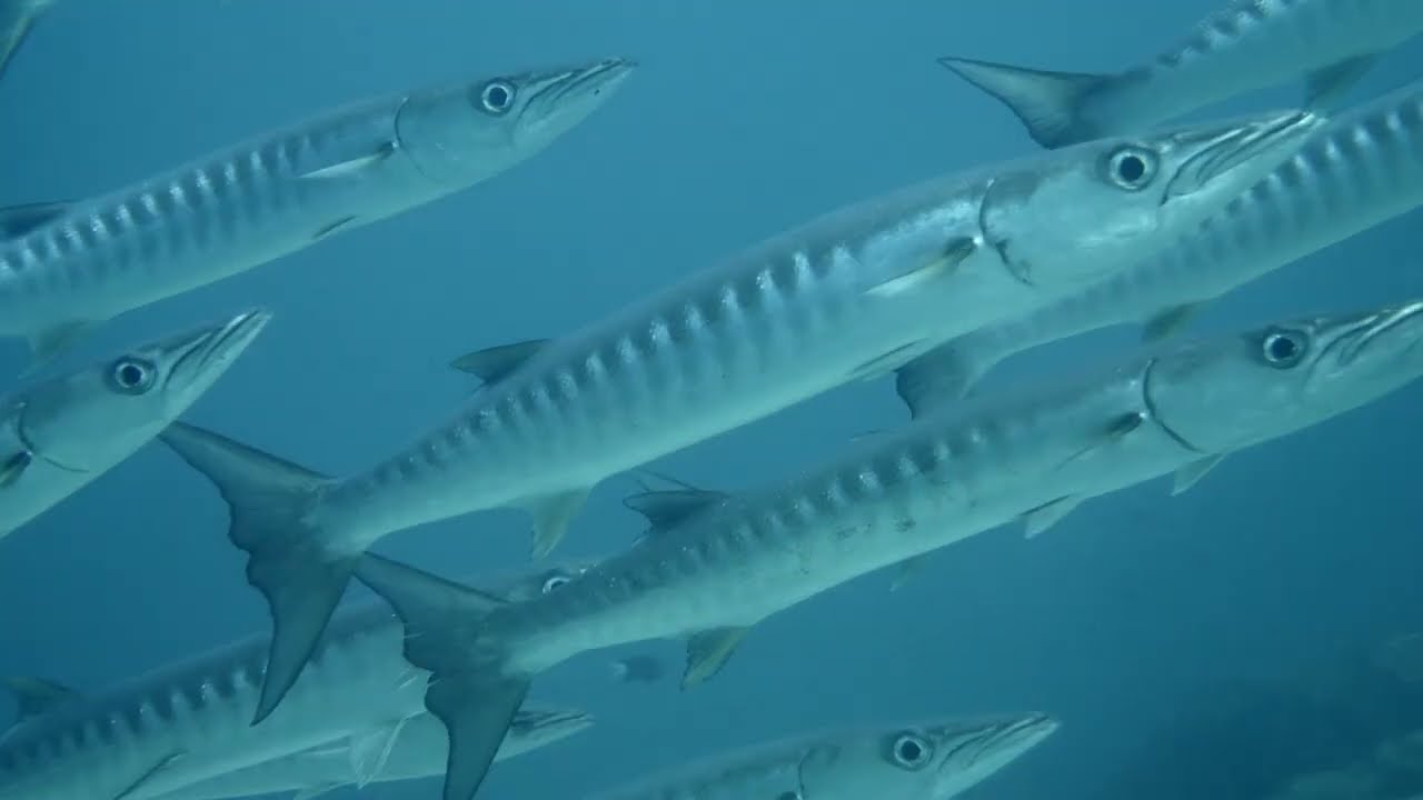 Dive Site 