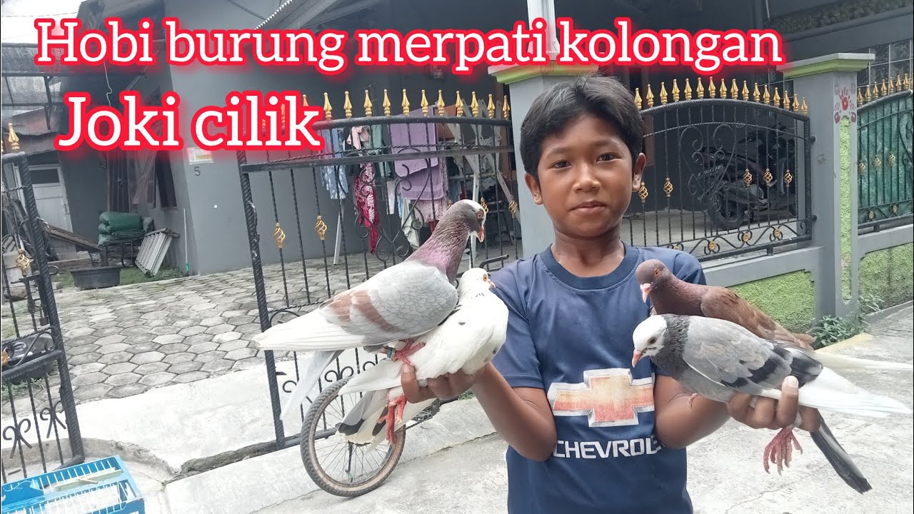 Siang siang joki cilik ngelatih burung merpati