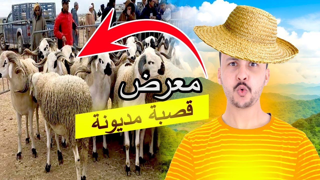 جولة في سوق الاضاحي قصبة مديونة - أثمن الحولي ديال العيد