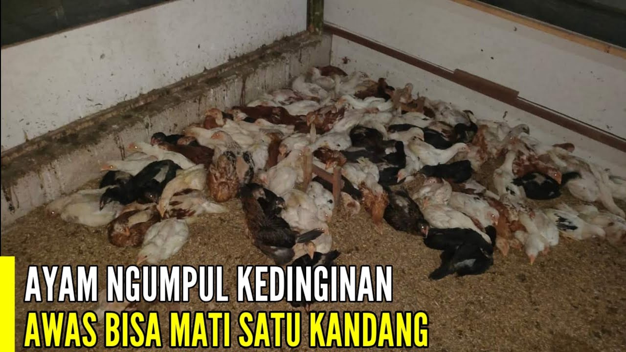 CHICKENS IN COLD WEATHER, BE CAREFUL CHICKENS CAN ALL DIE !!