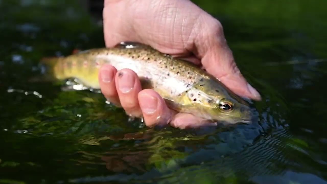 2022 UK River Prize Finalist - River Nar, Norfolk