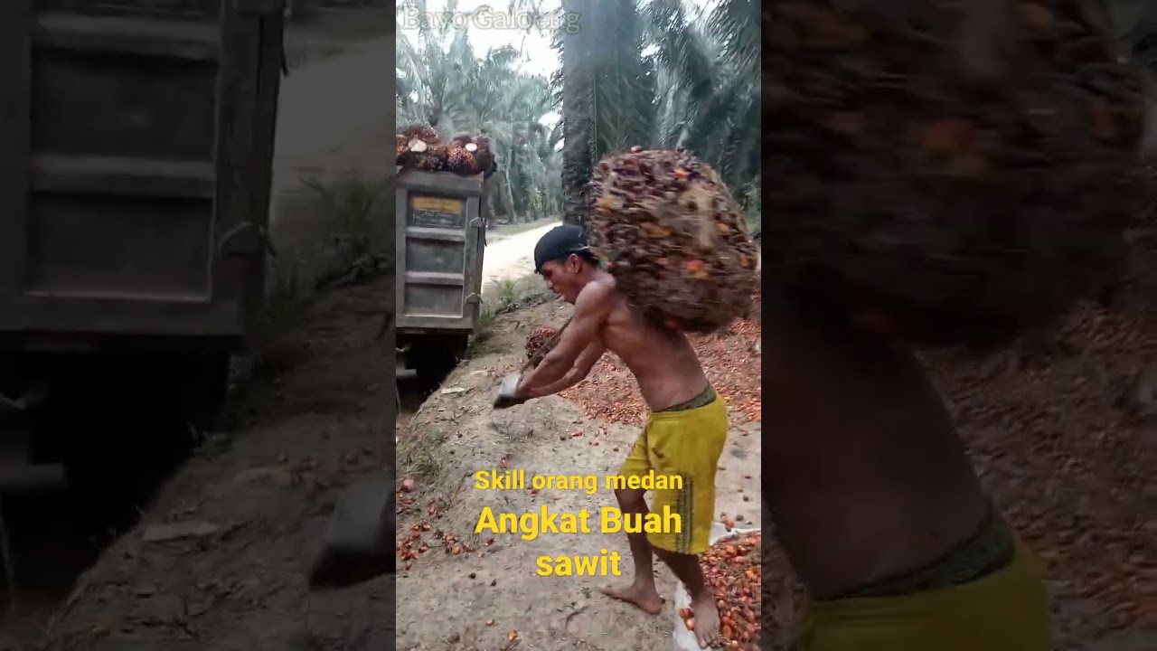 Skill Angkat Buah Sawit Besar #shorts