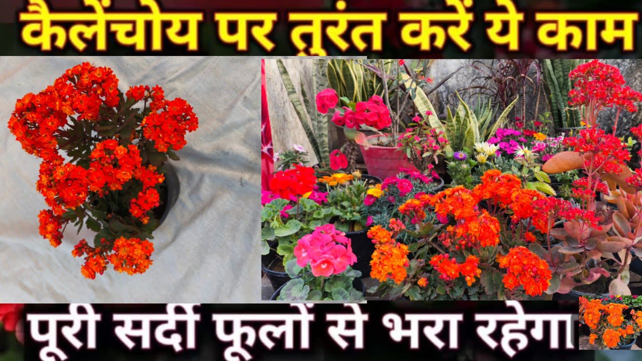 Tips to get Maximum Flowers in Kalancho(Desi&Hybrid) With Fertilization &Propagation Tips
