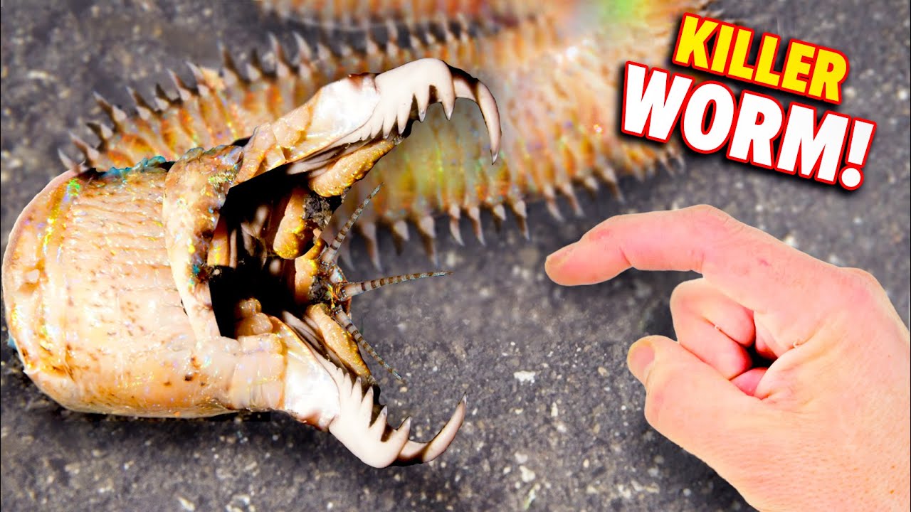 Червь Боббит КУСАЕТСЯ! (Ест рыбу заживо)