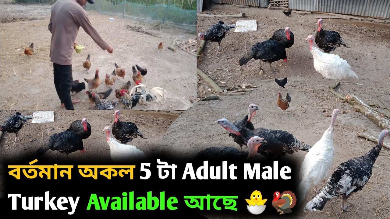 বৰ্তমান এই 5 টা Adult Male Turkey Available আছে 🐣🦃|| Turkey Farming Assam (Darrang)