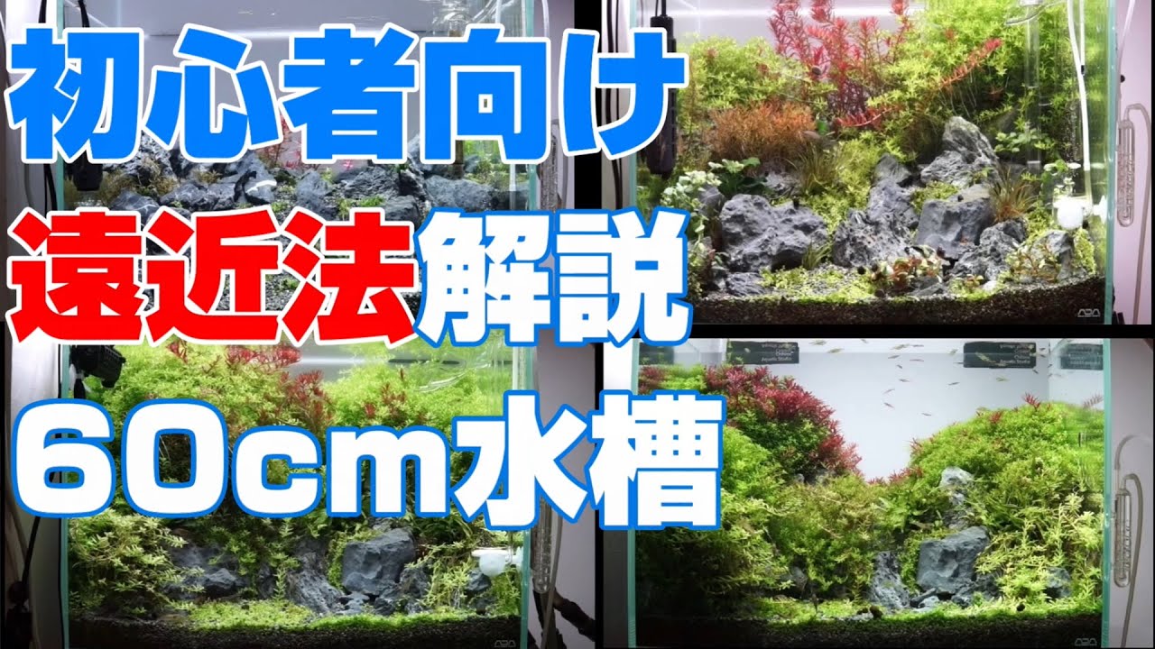 【水草水槽解説】60cm水草水槽で遠近感を強調するテクニック