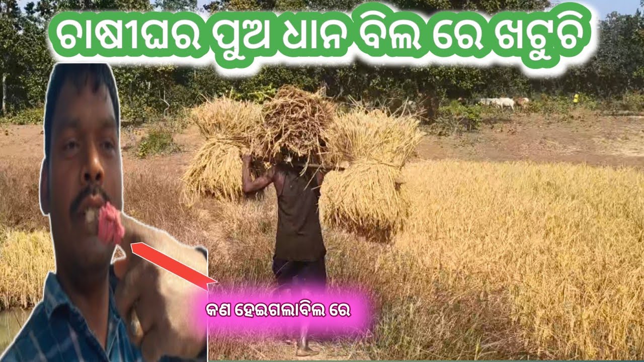 ଚାଷୀଘର ପୁଅ ଧାନ ବିଲରେ ଖଟୁଚି | ହାତ କଟିଗଲା ବିଲରେ Gourahari odia vlog 
