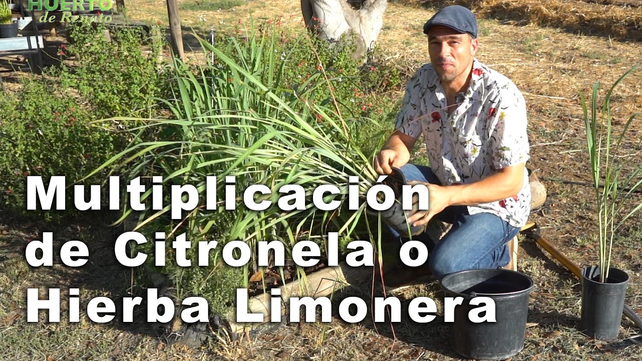 Multiplicación de Citronela o Hierba Limonera.