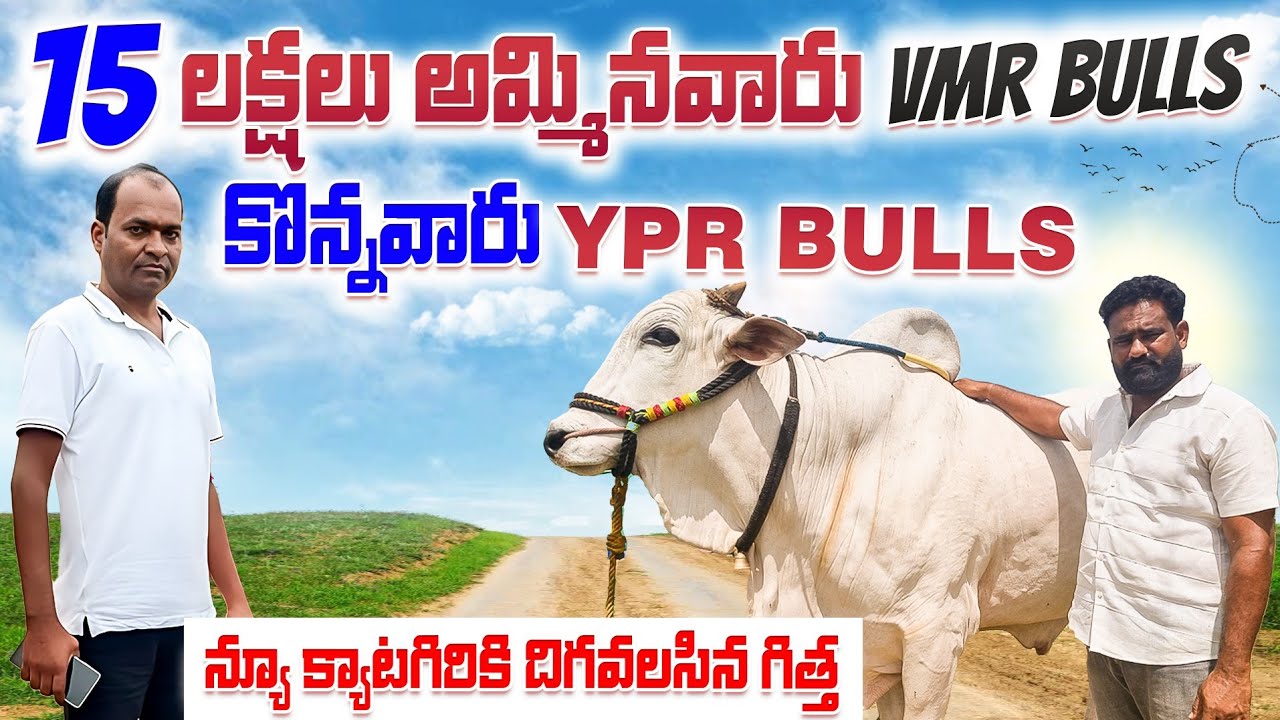 న్యూ క్యాటగిరికి దిగవలసిన గిత్త 15 లక్షలు అమ్మినవారు VMR BULLS కొన్నవారు YPR BULLS-ox video-cattles