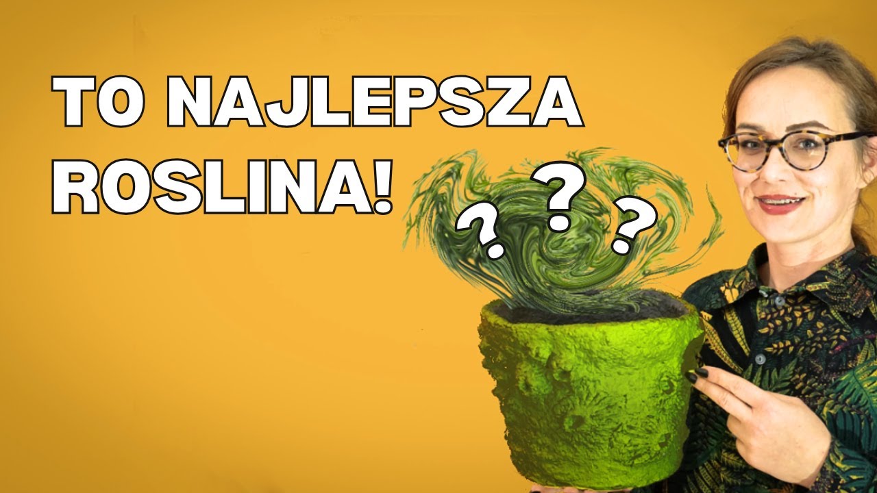 Roślina, która dużo wybacza, wiele znosi. Najłatwiejsza w pielęgnacji i ciekawa roślina domowa