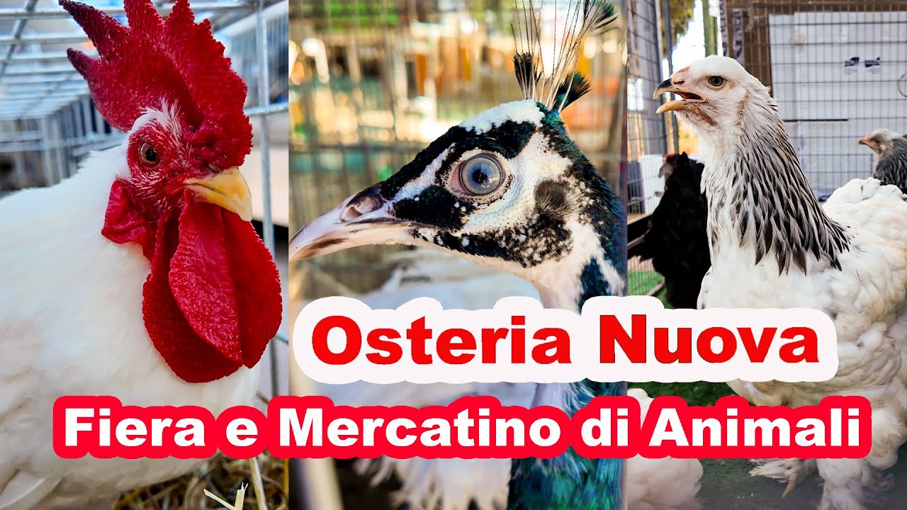 Di nuovo alla Fiera e Mercatino di Animali a Osteria Nuova #fieraosterianuova  @Papapit Galline e Pappagalli