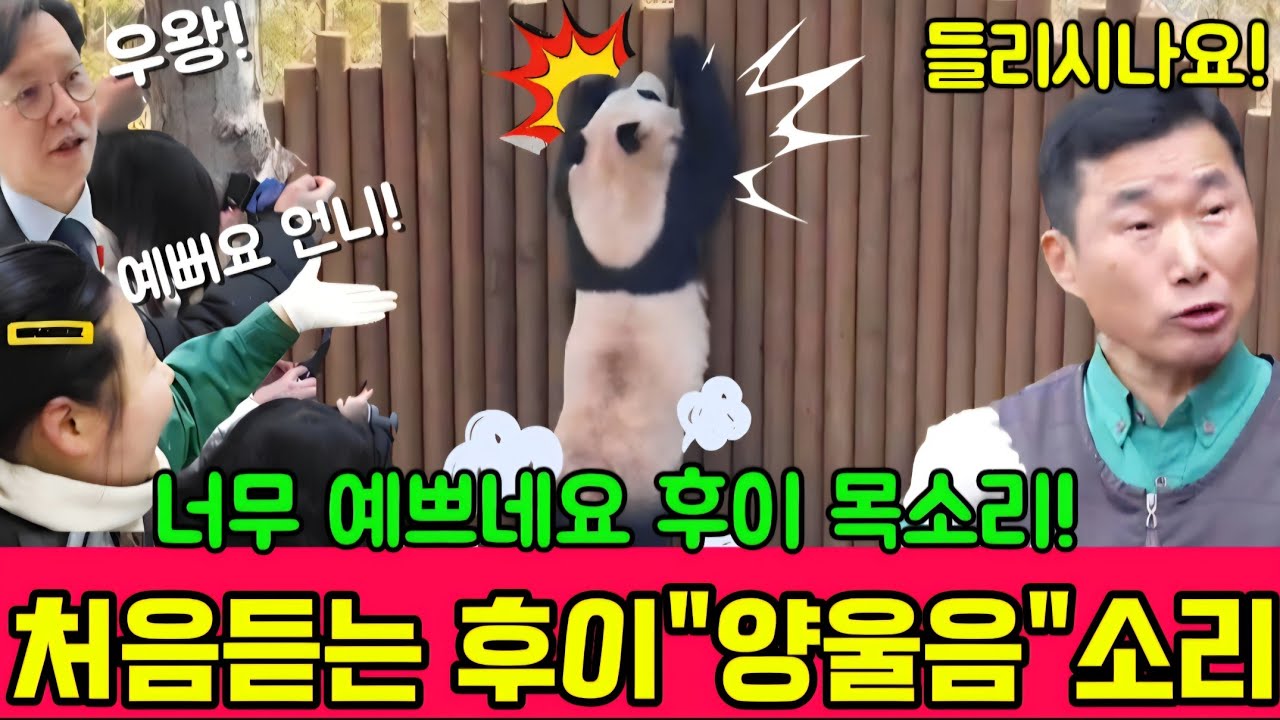 에버랜드 판다월드 2월19일 세상에나 😃드디어 처음으로 후이 양울음 소리를 들었어요 ㅎㅎ 너무 예뻐요 😍 