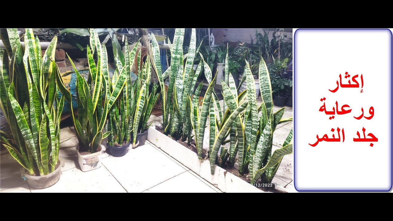 إكثار ورعاية نبات جلد  النمر Sansevieria