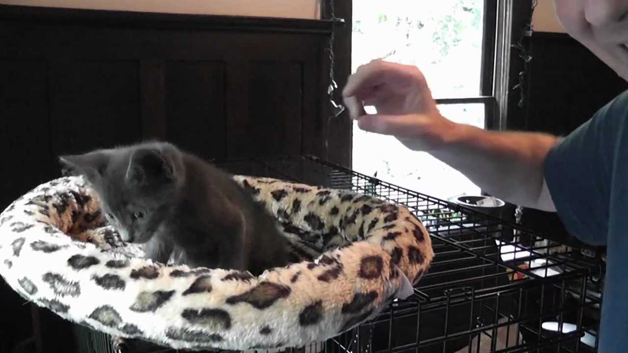 Foster Kittens' Vlog #1 - Meet The Kittens!