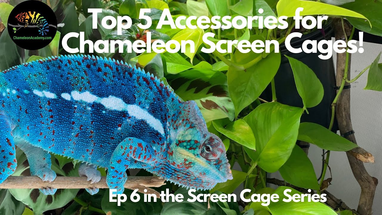 Top 5 Chameleon Screen Cage Accessories!
