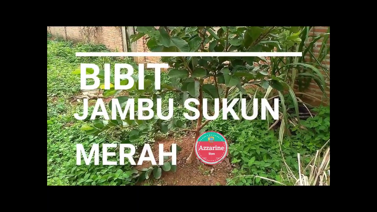 BIBIT JAMBU SUKUN MERAH