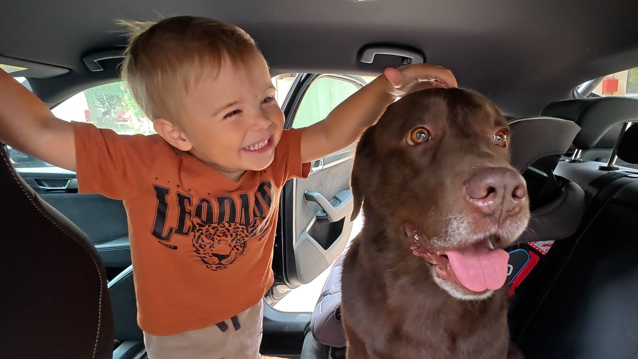 Toddler Sees His Dog After Grooming – Cutest Reaction Ever!