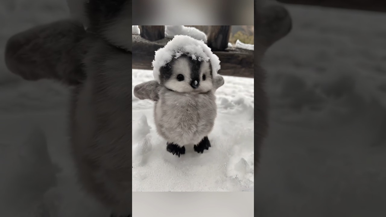 Cute baby penguins moments part 2 #cute #adorable #pet #penguin  #fluffy #cuteanimal