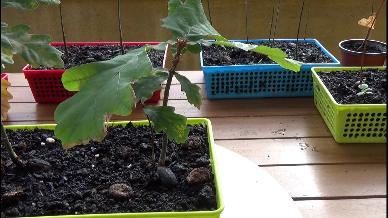 Robles de una savia desde semilla