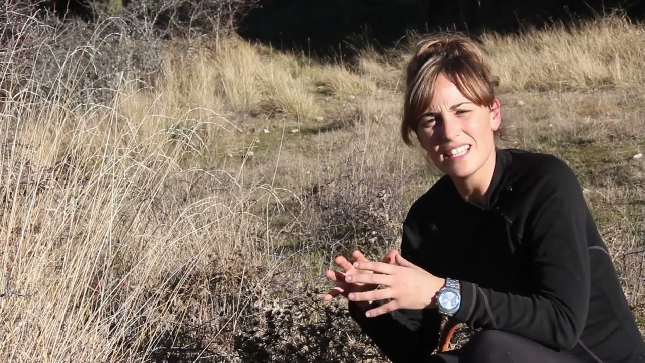 P3 - Botanica y Setas - El cardo corredor - La seta de cardo - La Espora - Cesta y Setas Media