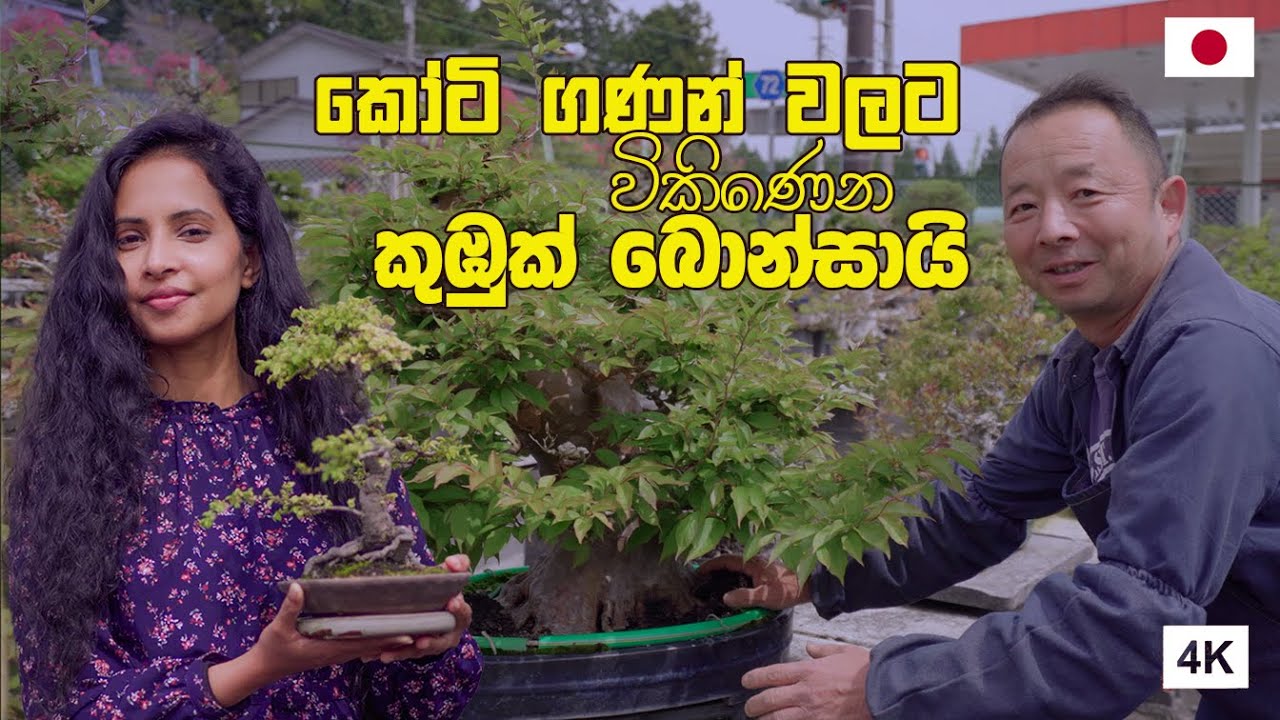ජපානයේ කඳු මුදුන් වල ඉබේ හැදෙන බොන්සායි | HOW TO MAKE BONSAI | 盆栽 | Hithumathe JAPAN Travel |4K