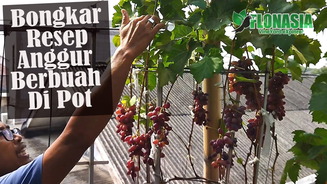 Cara Membuahkan Anggur Di Pot. [How to grow grape plants at home