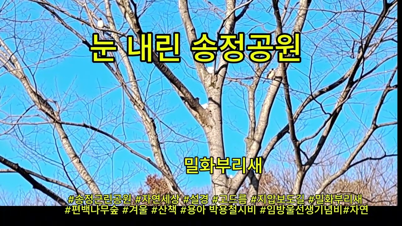 눈 내린 송정공원 #자연세상 #눈 내린 송정공원 #겨울 #밀화부리새 #지압보도길 #고드름 #설경 #산책 #편백나무숲
