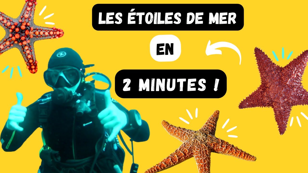 Les étoiles de mer en 2 minutes