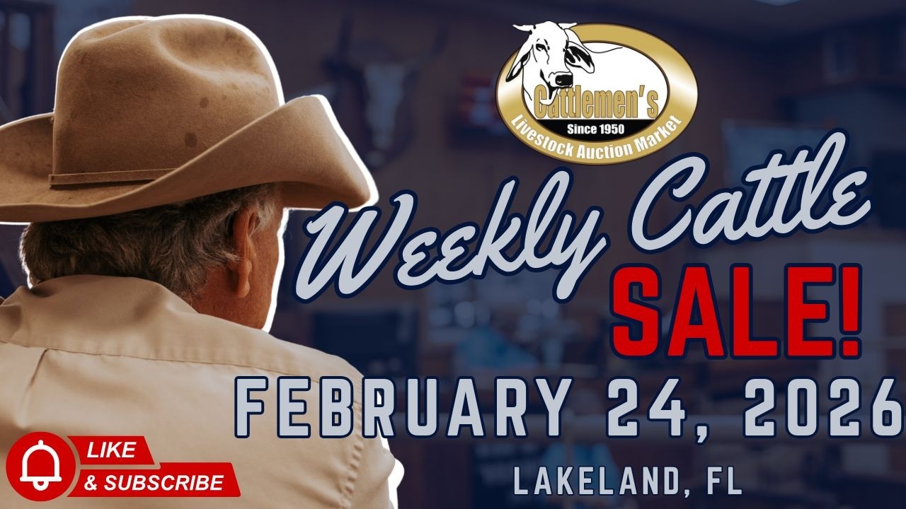 Cattlemen’s Livestock Market Cattle Auction LIVE | Lakeland, FL | Feb 24, 2026