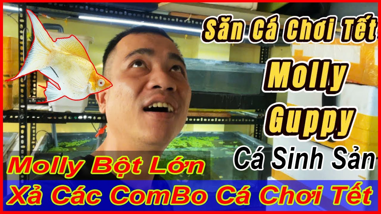 Xả nhanh các combo cá molly và guppy đủ loại, phù hợp chơi tết