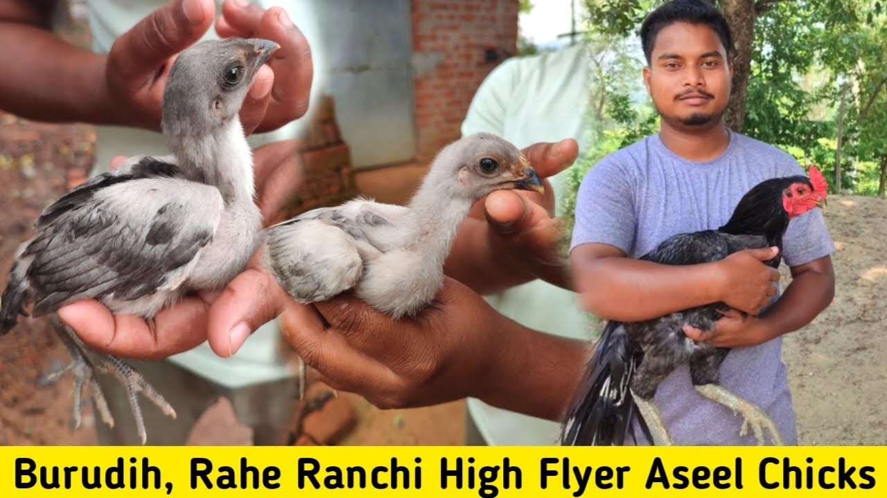 Burudih Rahe High Flyer Aseel Farm || Tamilnadu Aseel Murga Farming Ranchi