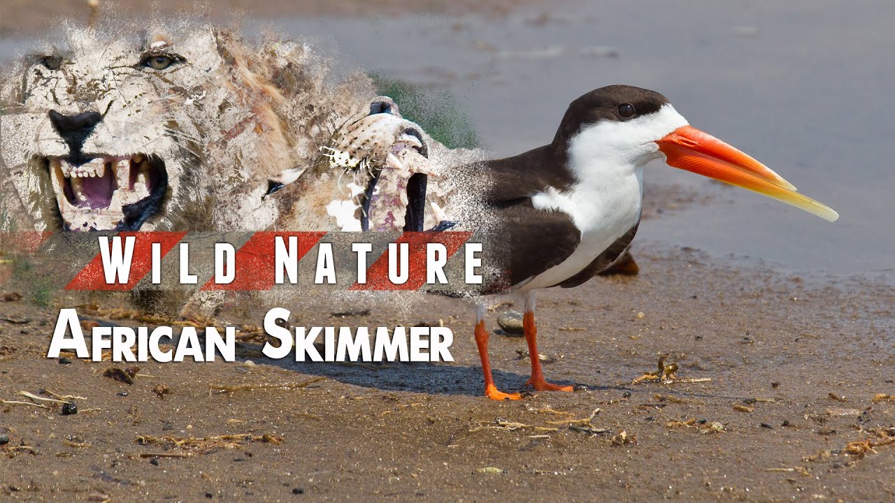 African Skimmers | WILD NATURE