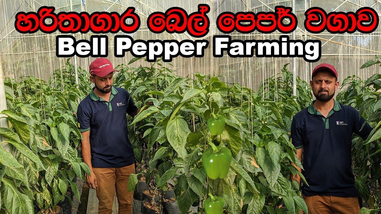 හරිතාගාර බෙල්පෙපර් වගාව දැන් මාස හයයි Greenhouse Bell Pepper Farming