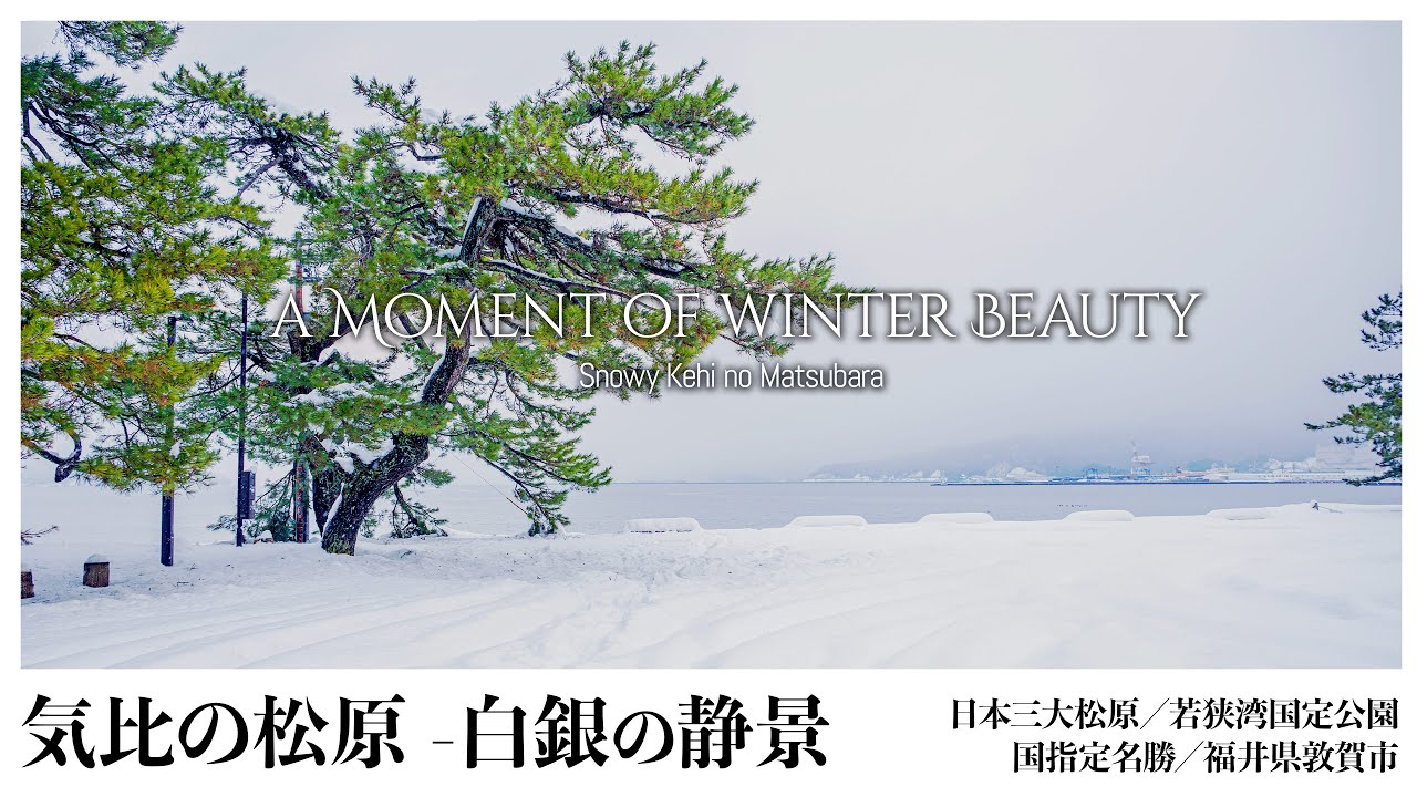 【福井／日本三大松原】気比の松原 ／白銀の静景- a Moment of winter Beauty / Snowy Kehi no Matsubara