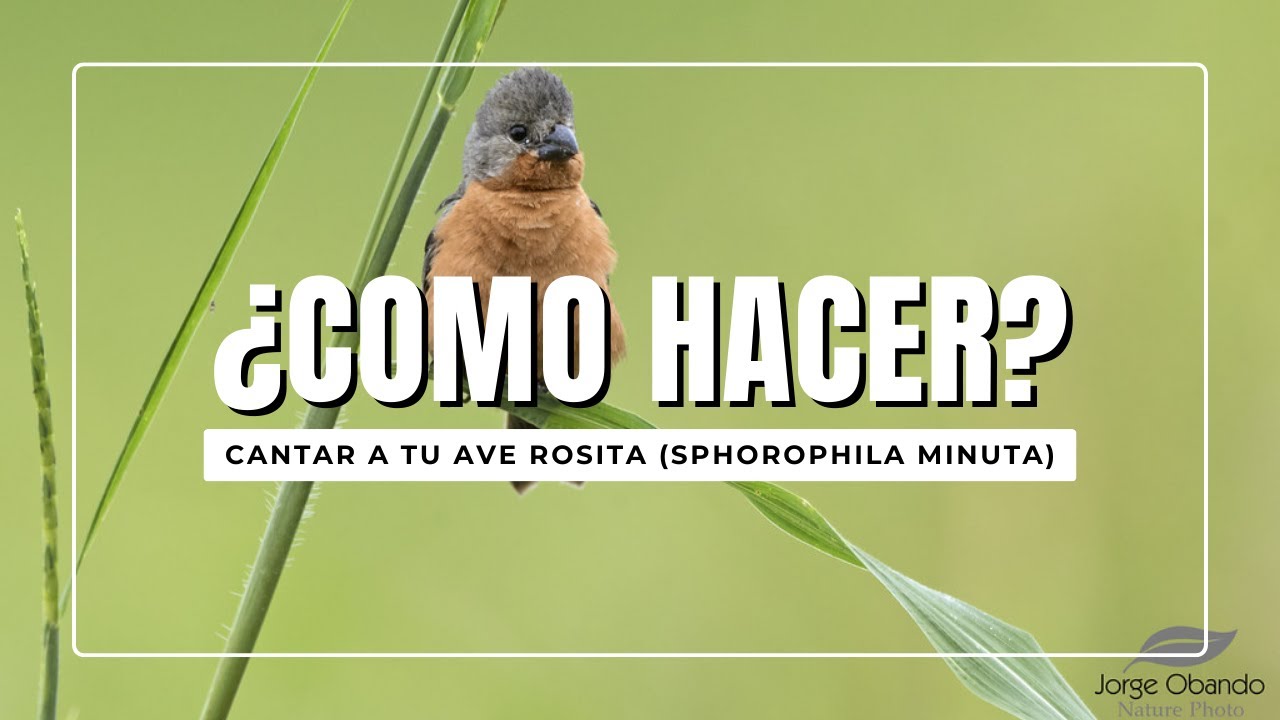 ¿COMO HACER? CANTAR A TU AAVE ROSITA -Sphoria minuta-