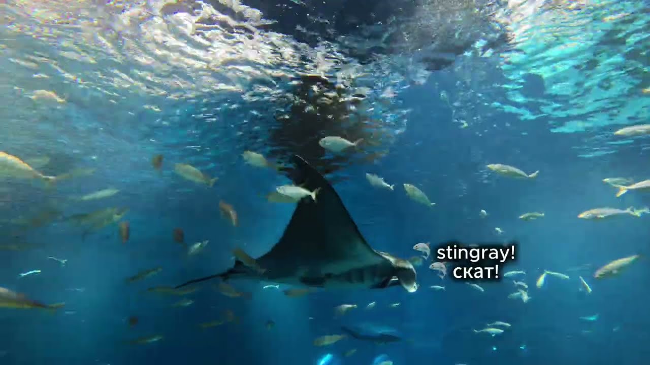 Хожу по дну среди акул и скатов Walking Underwater | SeaWorld Abu Dhabi Си Ворлд Абу Даби океанариум
