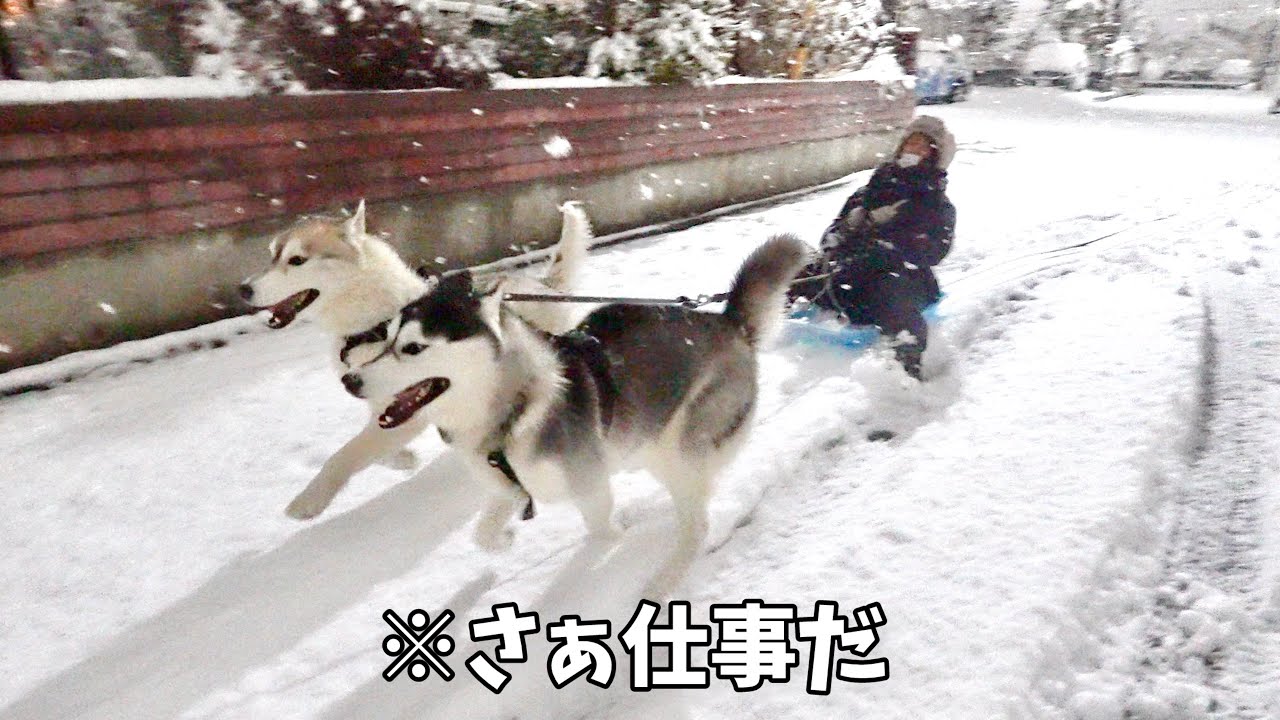 【本業】雪が積もった日の移動手段は犬ぞりに限る笑　【シベリアンハスキー】