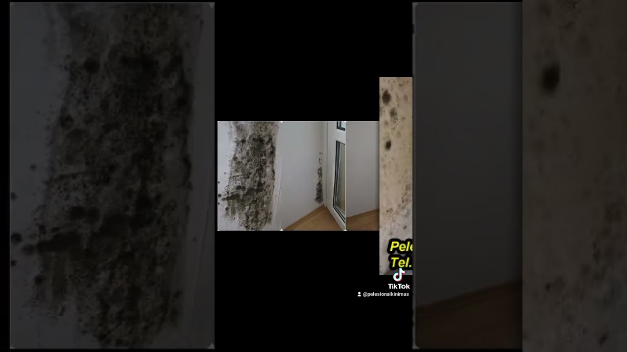 Ar pelėsis pavojingas žmogaus sveikatai? #pelesionaikinimopaslaugos