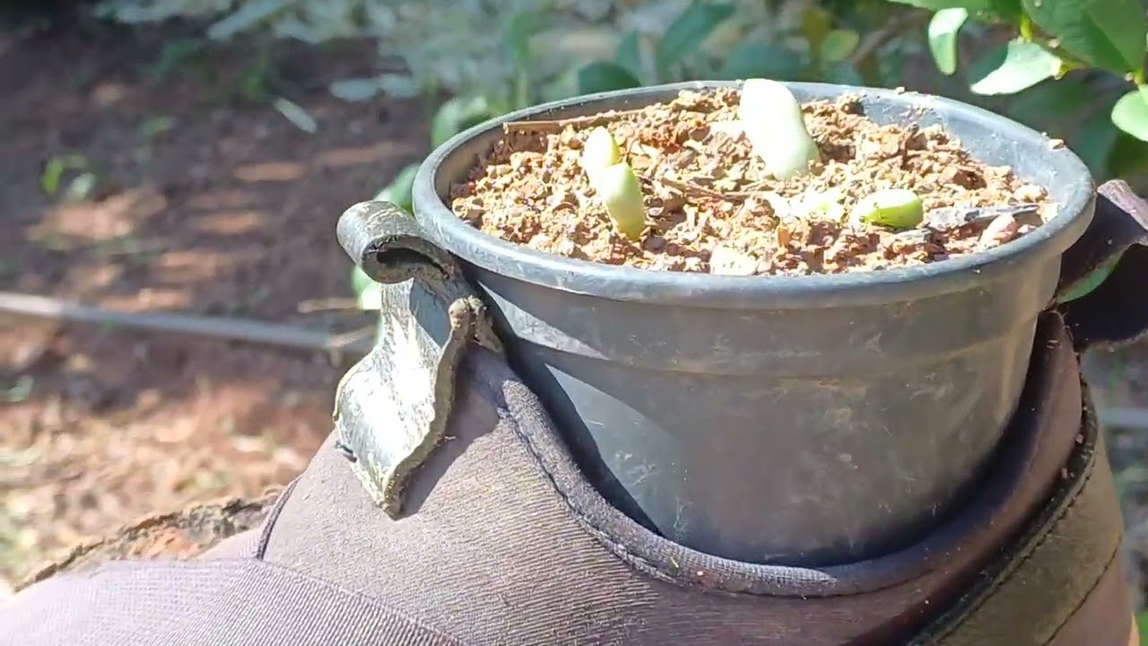 Voltei com a graça de Deus. Saúde restaurada  .meu lindo jardim aqui no sítio 