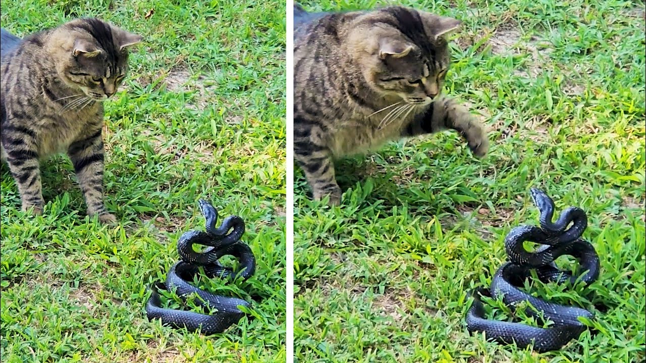 #83 Die besten Videos 2025 || ✪ Stern DuTube