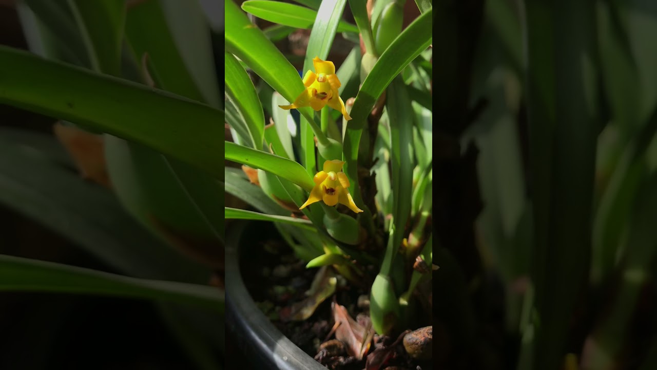 Orquidea Maxillaria variabilis