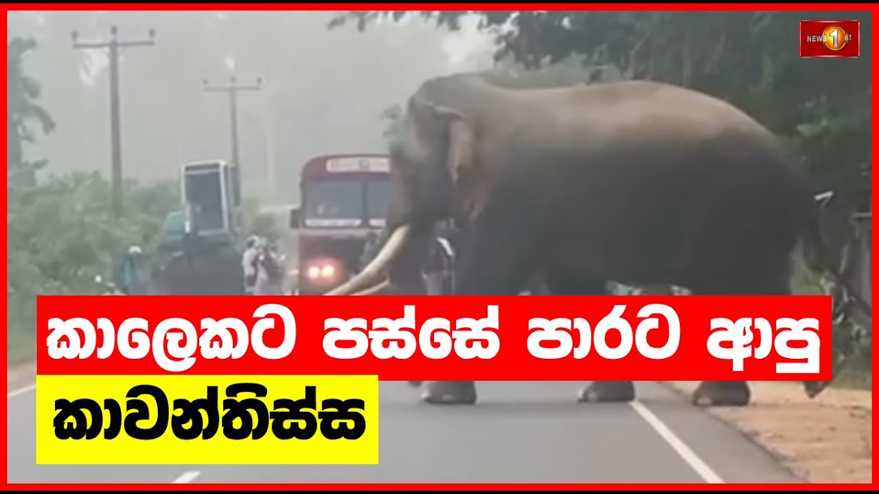 කාලෙකට පස්සේ පාරට ආපු කාවන්තිස්ස | Kavan Tissa | Elephant