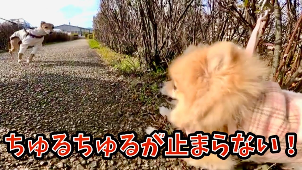 ちゅるちゅるが止まらないポメラニアン