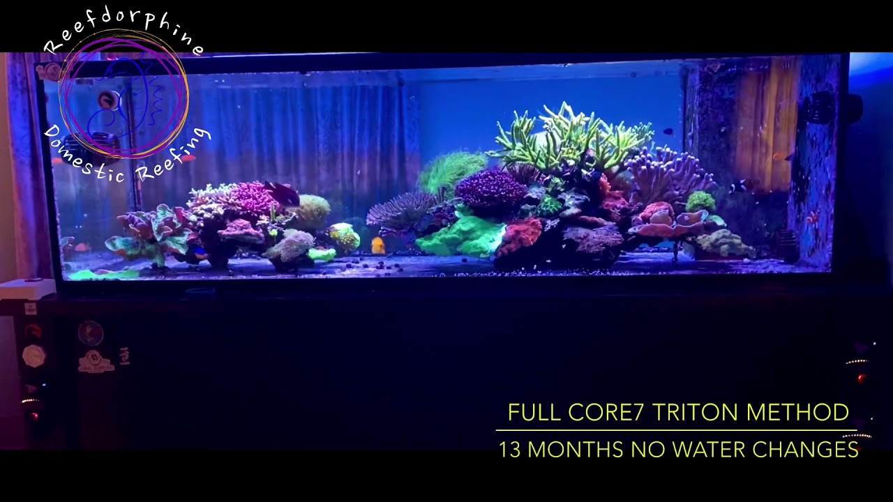 Reefdorphine