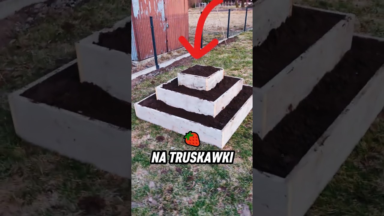 Hura!! 😁Truskawkowa Piramida Gotowa 🍓🔺 Bolą Plecy Ale Było Warto!!! #truskawki #uprawa #grządka