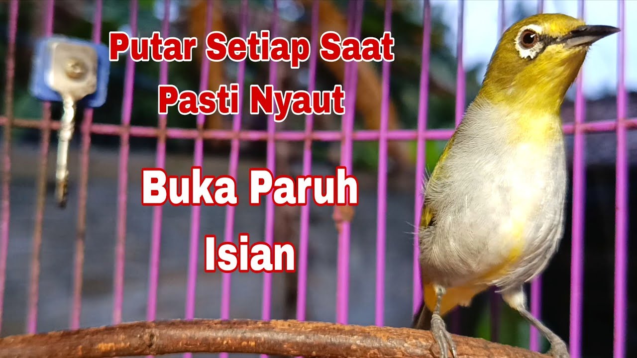 Masteran Pleci Bahan Agar Cepat Ngalas || Pleci Gacor Buka Paruh